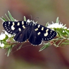 Phalaenoides tristifica (Willow-herb Day-moth) at Paddys River, ACT - 28 Dec 2017 by RodDeb