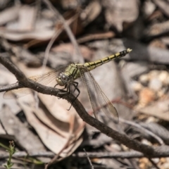 Orthetrum caledonicum (Blue Skimmer) at Paddys River, ACT - 27 Dec 2017 by SWishart