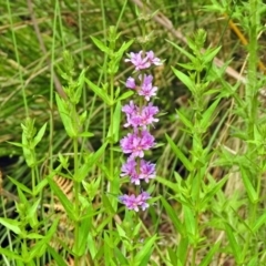 Lythrum salicaria at Paddys River, ACT - 28 Dec 2017 02:43 PM