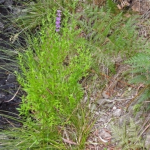 Lythrum salicaria at Paddys River, ACT - 28 Dec 2017 02:43 PM