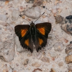 Paralucia aurifera (Bright Copper) at Tidbinbilla Nature Reserve - 27 Dec 2017 by SWishart