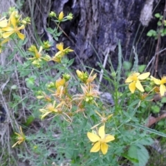 Hypericum perforatum (St John's Wort) at Paddys River, ACT - 28 Dec 2017 by RodDeb