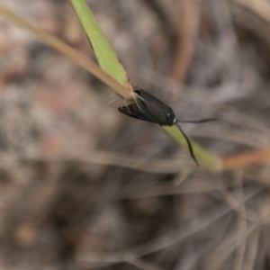 Pollanisus (genus) at Paddys River, ACT - 27 Dec 2017