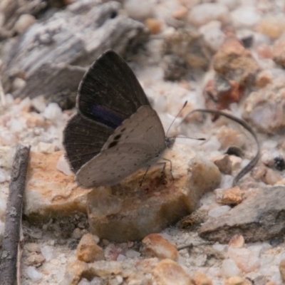 Erina hyacinthina (Varied Dusky-blue) at Tidbinbilla Nature Reserve - 27 Dec 2017 by SWishart