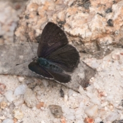 Erina hyacinthina at Paddys River, ACT - 27 Dec 2017