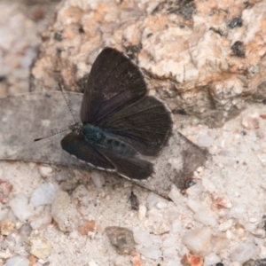 Erina hyacinthina at Paddys River, ACT - 27 Dec 2017