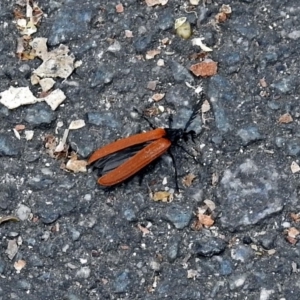 Porrostoma rhipidium at Paddys River, ACT - 28 Dec 2017 04:37 PM