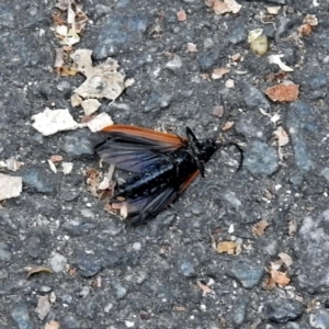 Porrostoma rhipidium at Paddys River, ACT - 28 Dec 2017 04:37 PM