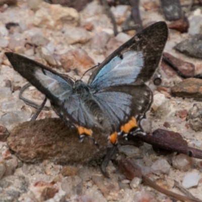 Jalmenus evagoras (Imperial Hairstreak) at Paddys River, ACT - 27 Dec 2017 by SWishart