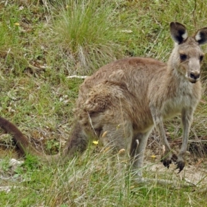 Macropus giganteus at Paddys River, ACT - 28 Dec 2017