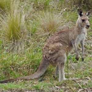 Macropus giganteus at Paddys River, ACT - 28 Dec 2017