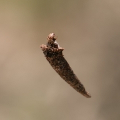 Lepidoscia (genus) IMMATURE (Unidentified Cone Case Moth larva, pupa, or case) at Paddys River, ACT - 27 Dec 2017 by SWishart