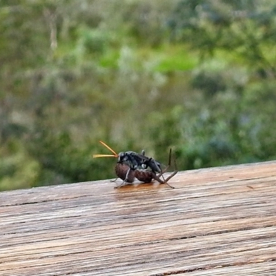 Pompilidae (family) (Unidentified Spider wasp) at Paddys River, ACT - 28 Dec 2017 by RodDeb