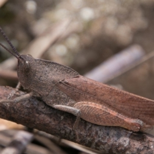 Goniaea australasiae at Paddys River, ACT - 27 Dec 2017 12:35 PM