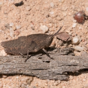 Goniaea sp. (genus) at Paddys River, ACT - 27 Dec 2017 12:40 PM