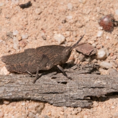 Goniaea sp. (genus) (A gumleaf grasshopper) at Tidbinbilla Nature Reserve - 27 Dec 2017 by SWishart