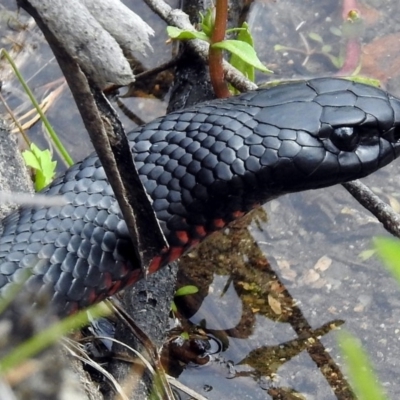 Pseudechis porphyriacus (Red-bellied Black Snake) at Tidbinbilla Nature Reserve - 28 Dec 2017 by RodDeb