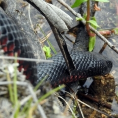 Pseudechis porphyriacus at Paddys River, ACT - 28 Dec 2017