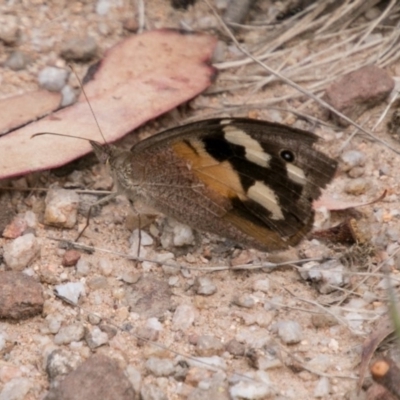 Heteronympha merope (Common Brown Butterfly) at Paddys River, ACT - 27 Dec 2017 by SWishart