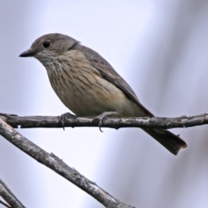 Pachycephala rufiventris at Paddys River, ACT - 28 Dec 2017