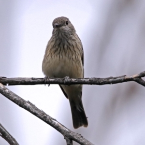 Pachycephala rufiventris at Paddys River, ACT - 28 Dec 2017