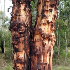 Eucalyptus rubida subsp. rubida (Candlebark) at Paddys River, ACT - 28 Dec 2017 by RodDeb