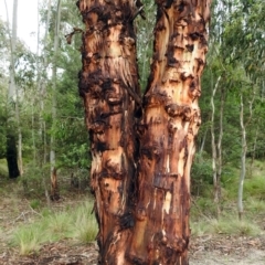 Eucalyptus rubida subsp. rubida at Tidbinbilla Nature Reserve - 28 Dec 2017 02:56 PM