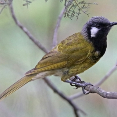 Nesoptilotis leucotis (White-eared Honeyeater) at Paddys River, ACT - 27 Dec 2017 by RodDeb