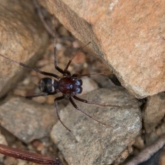 Zodariidae (family) (Unidentified Ant spider or Spotted ground spider) at Paddys River, ACT - 27 Dec 2017 by SWishart