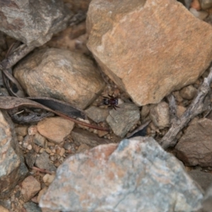 Zodariidae (family) at Paddys River, ACT - 27 Dec 2017