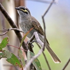 Caligavis chrysops (Yellow-faced Honeyeater) at Paddys River, ACT - 28 Dec 2017 by RodDeb