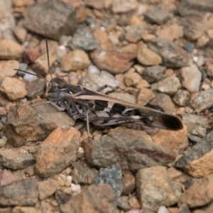 Oedaleus australis at Gibraltar Pines - 27 Dec 2017