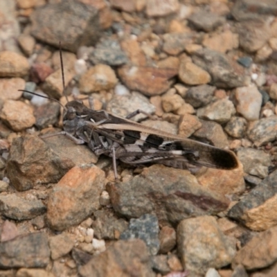 Oedaleus australis (Australian Oedaleus) at Paddys River, ACT - 27 Dec 2017 by SWishart