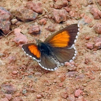 Lucia limbaria (Chequered Copper) at Jerrabomberra Wetlands - 26 Dec 2017 by RodDeb