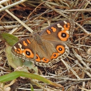 Junonia villida at Fyshwick, ACT - 26 Dec 2017