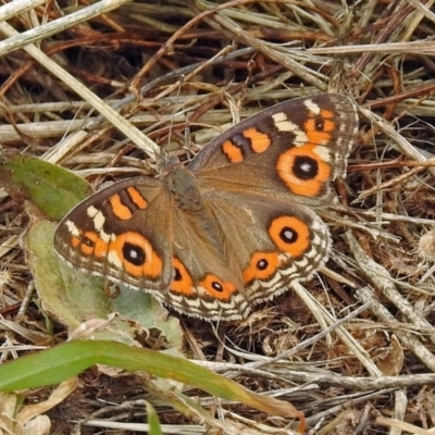 Junonia villida (Meadow Argus) at Jerrabomberra Wetlands - 26 Dec 2017 by RodDeb