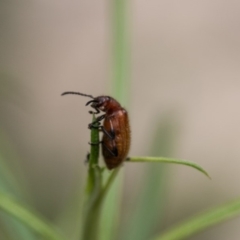 Ecnolagria grandis (Honeybrown beetle) at Gibraltar Pines - 27 Dec 2017 by SWishart