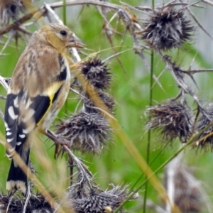 Carduelis carduelis at Fyshwick, ACT - 26 Dec 2017