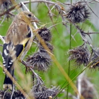 Carduelis carduelis (European Goldfinch) at Jerrabomberra Wetlands - 26 Dec 2017 by RodDeb