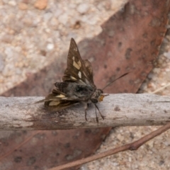 Trapezites phigalioides (Montane Ochre) at Paddys River, ACT - 27 Dec 2017 by SWishart