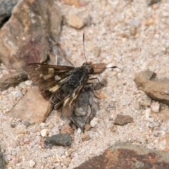 Trapezites phigalioides at Gibraltar Pines - 27 Dec 2017 01:15 PM