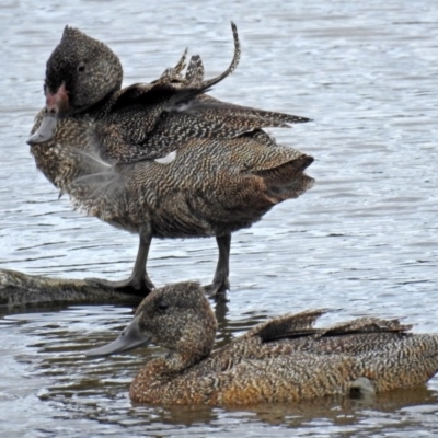 Stictonetta naevosa (Freckled Duck) at Jerrabomberra Wetlands - 26 Dec 2017 by RodDeb