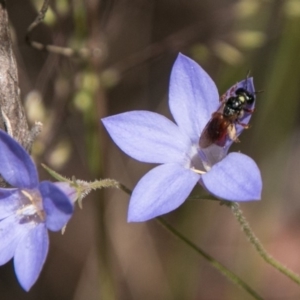 Exoneura sp. (genus) at Paddys River, ACT - 27 Dec 2017