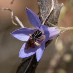 Exoneura sp. (genus) at Paddys River, ACT - 27 Dec 2017