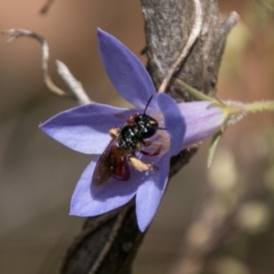 Exoneura sp. (genus) at Paddys River, ACT - 27 Dec 2017