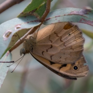 Heteronympha merope at Paddys River, ACT - 27 Dec 2017