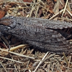 Endoxyla (genus) (Unknown Wood Moth) at Jerrabomberra Wetlands - 30 Dec 2017 by RodDeb