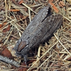 Endoxyla (genus) at Jerrabomberra Wetlands - 30 Dec 2017