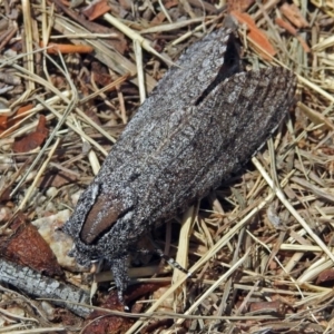 Endoxyla (genus) at Jerrabomberra Wetlands - 30 Dec 2017 10:42 AM