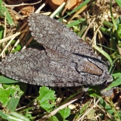 Endoxyla (genus) at Jerrabomberra Wetlands - 30 Dec 2017